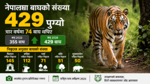 नेपालमा बाघको संख्या ४२९ पुग्यो, चार वर्षमा थपिए ७४ बाघ